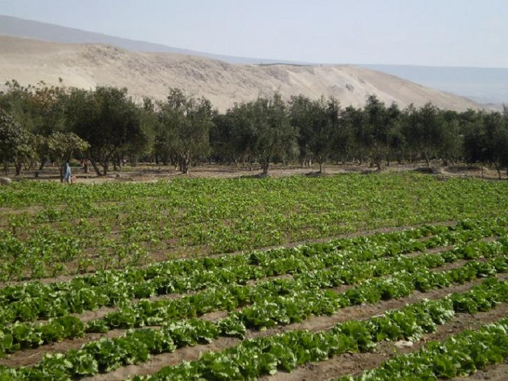 Valle de Azapa. Bello Oasis fecundo