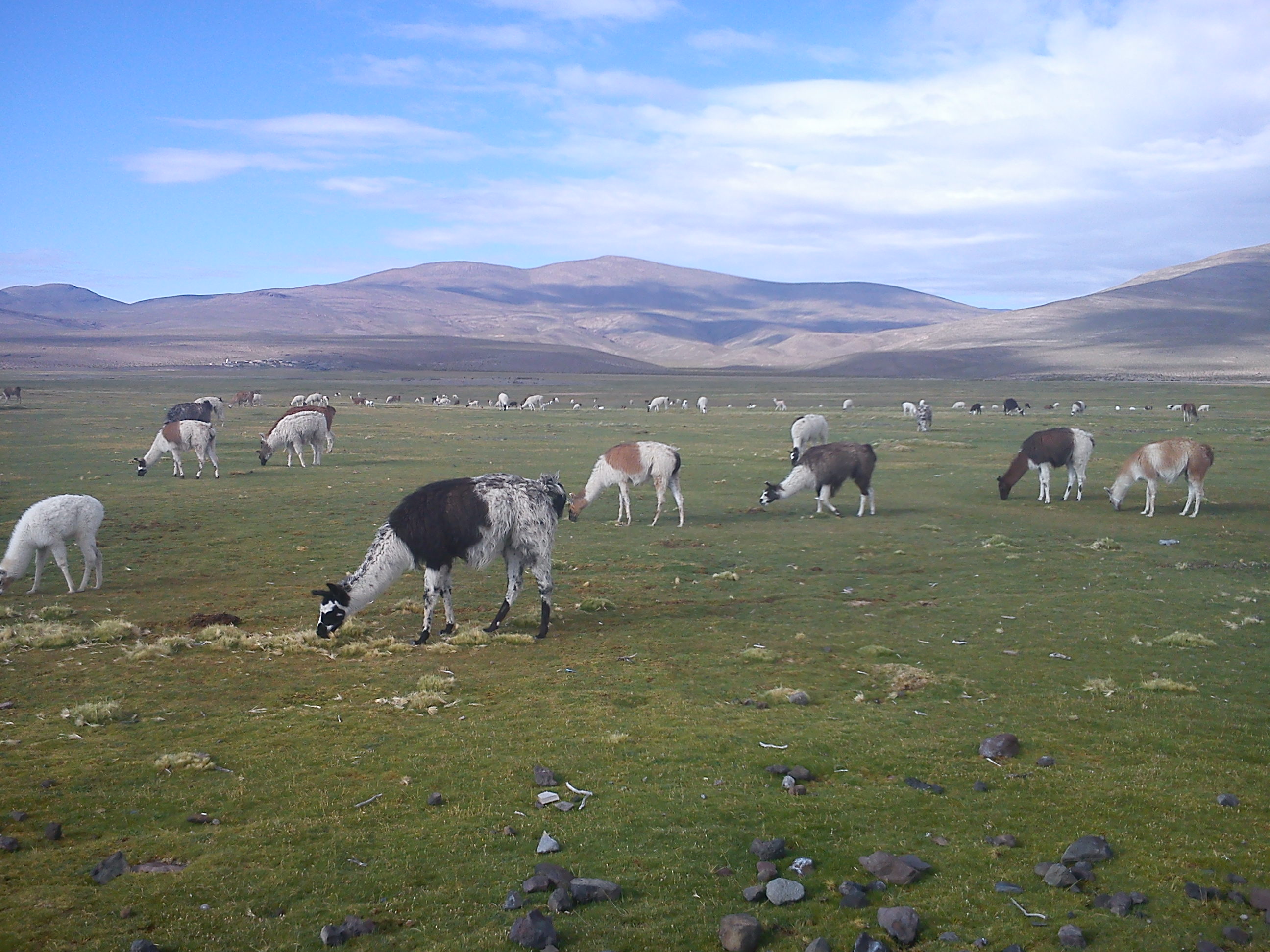 Lo mejor del norte de Chile el Lago Chungará