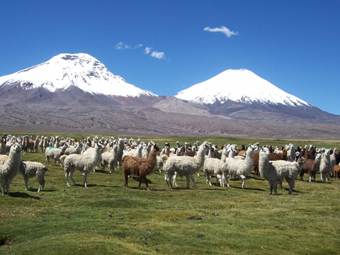 Lago Chungará, Chile