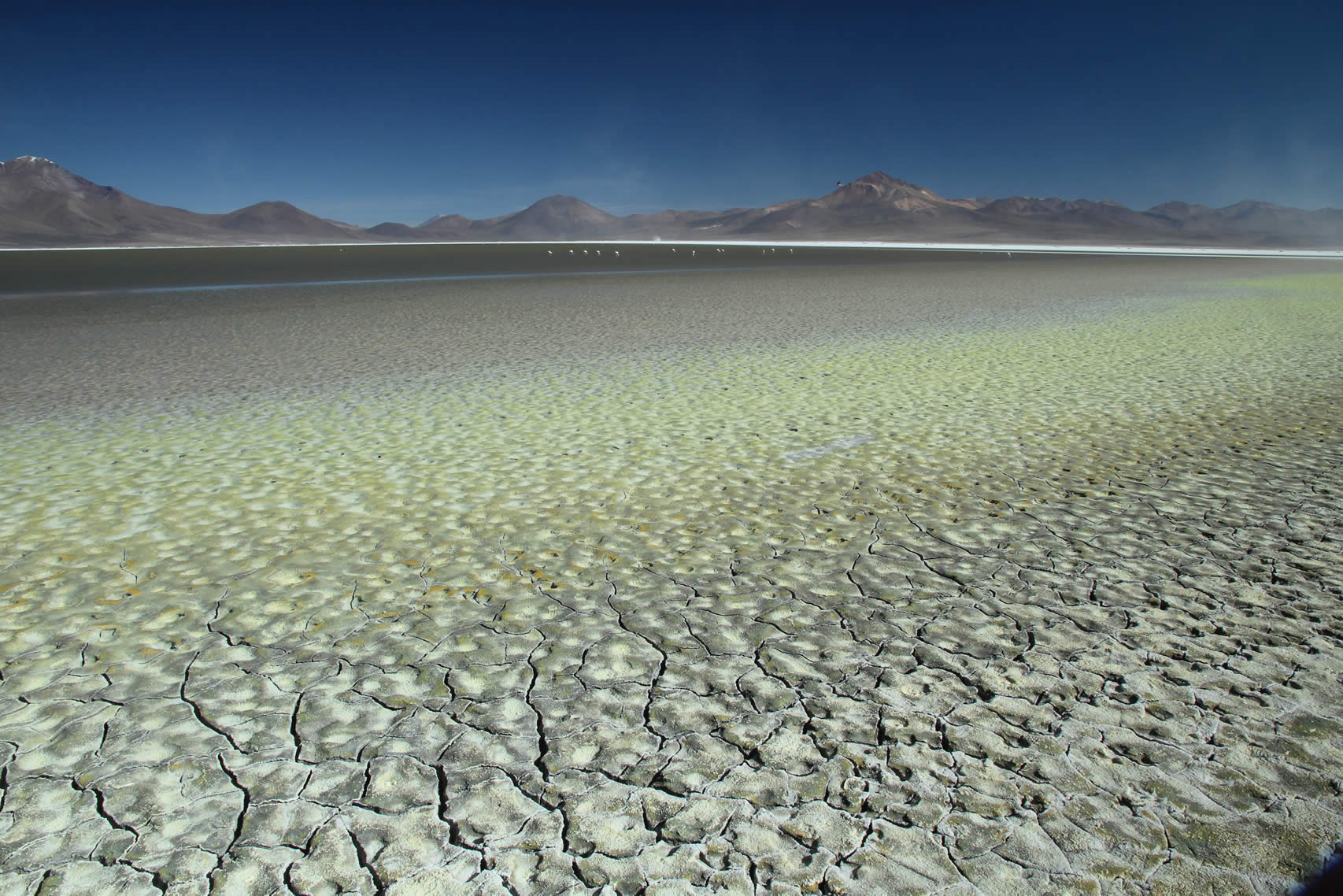 Salar de Surire - Un Paraíso de Flora y Fauna en las Alturas