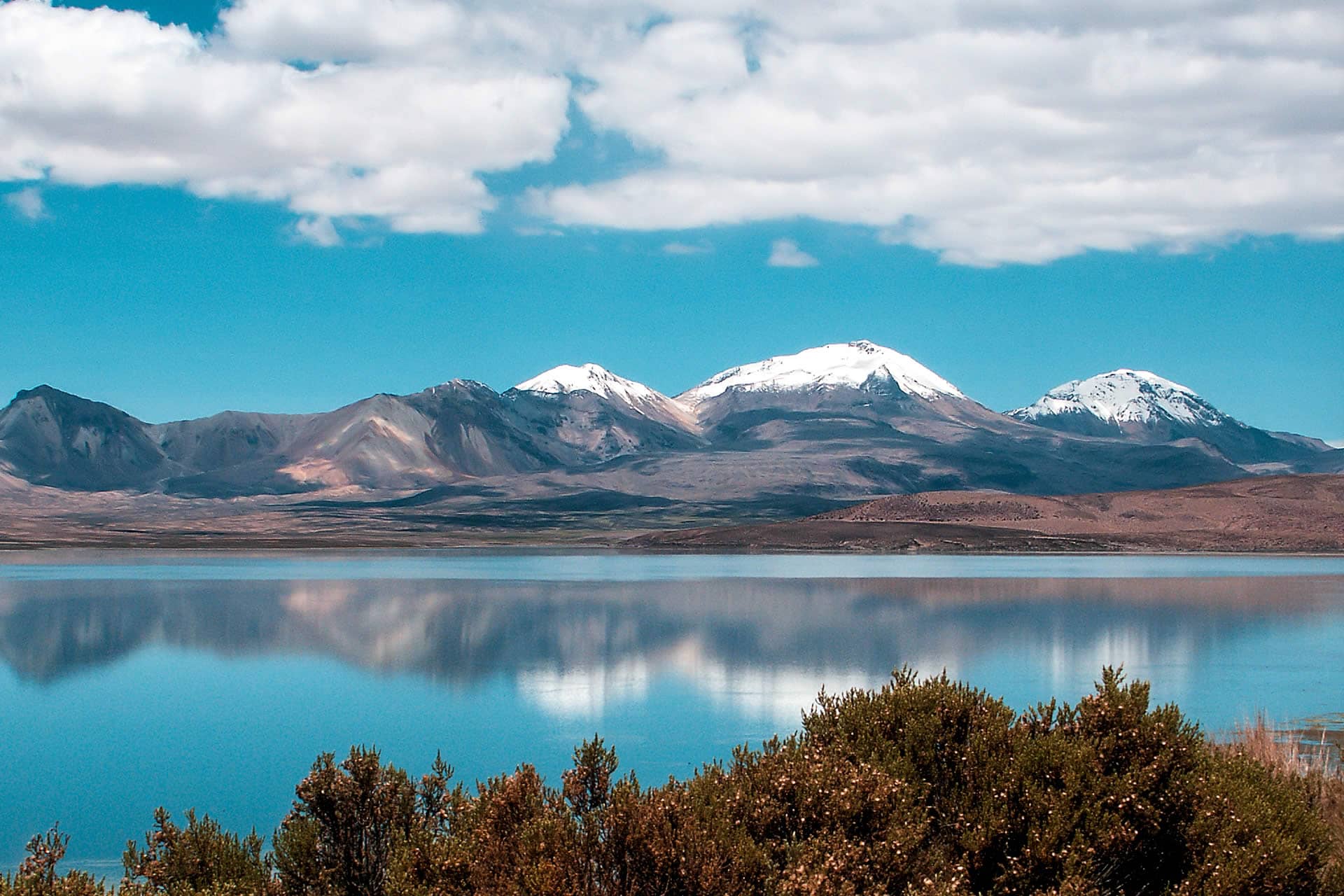 Cóndor Andino. El ave más imponente de los Andes