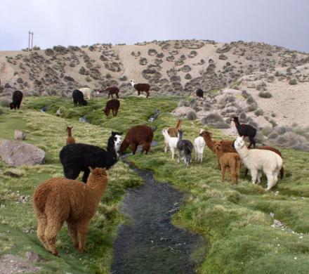 El lago Chungará, el atractivo más hermoso de la región de Arica y Parinacota