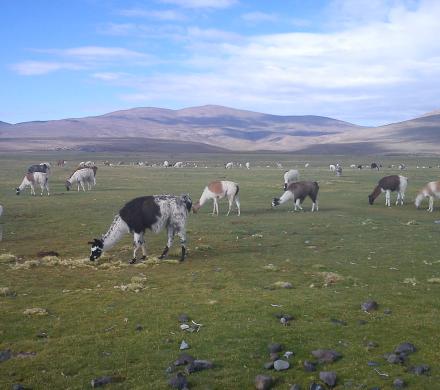 Lo mejor del norte de Chile el Lago Chungará