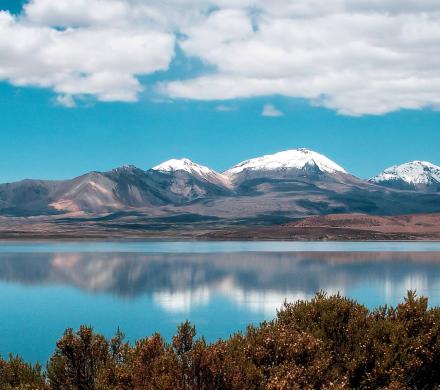 Cóndor Andino. El ave más imponente de los Andes