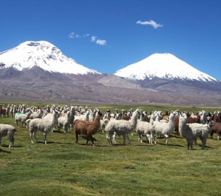 Lago Chungará, Chile