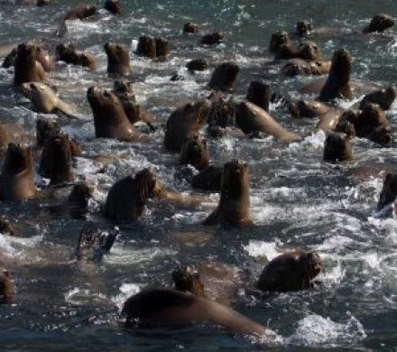 Safari Marino en Arica. Una aventura Imperdible