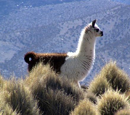 North of Chile, The Lake Chungara