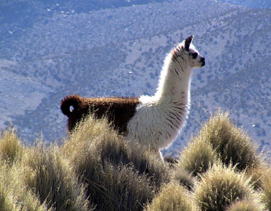 Norden von Chile, der See Chungara