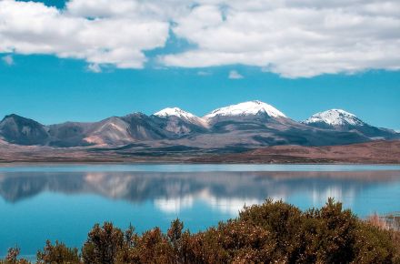 Cóndor Andino. El ave más imponente de los Andes