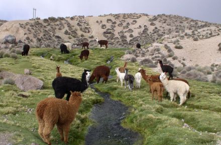 El lago Chungará, el atractivo más hermoso de la región de Arica y Parinacota