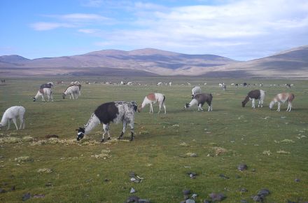 Lo mejor del norte de Chile el Lago Chungará