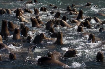 Safari Marino en Arica. Una aventura Imperdible