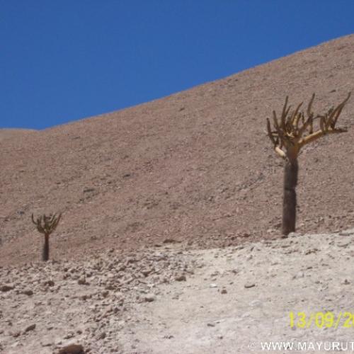 Cactus Candelabro