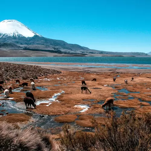 Fauna Silvestre
