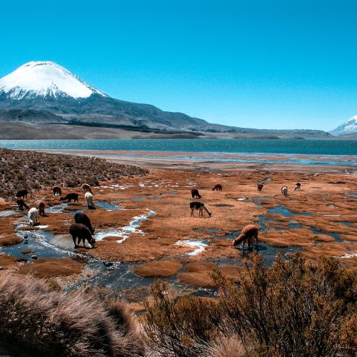 Lauca National Park