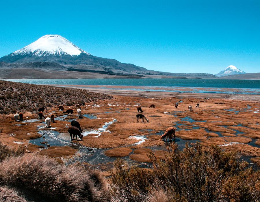 Parque Nacional Lauca