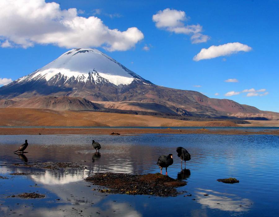 See Chungará (4.517 m ü. M.)