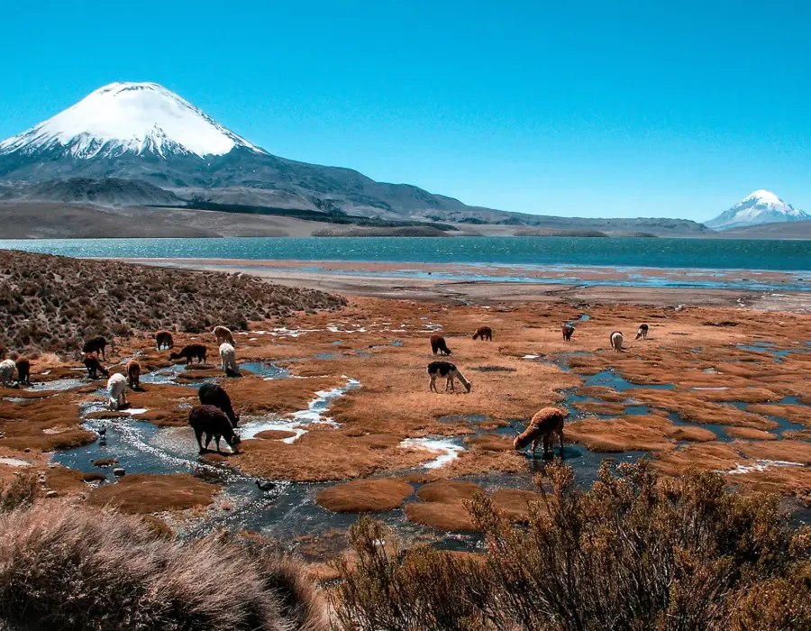 lac Chungará (4 517 m d'altitude)