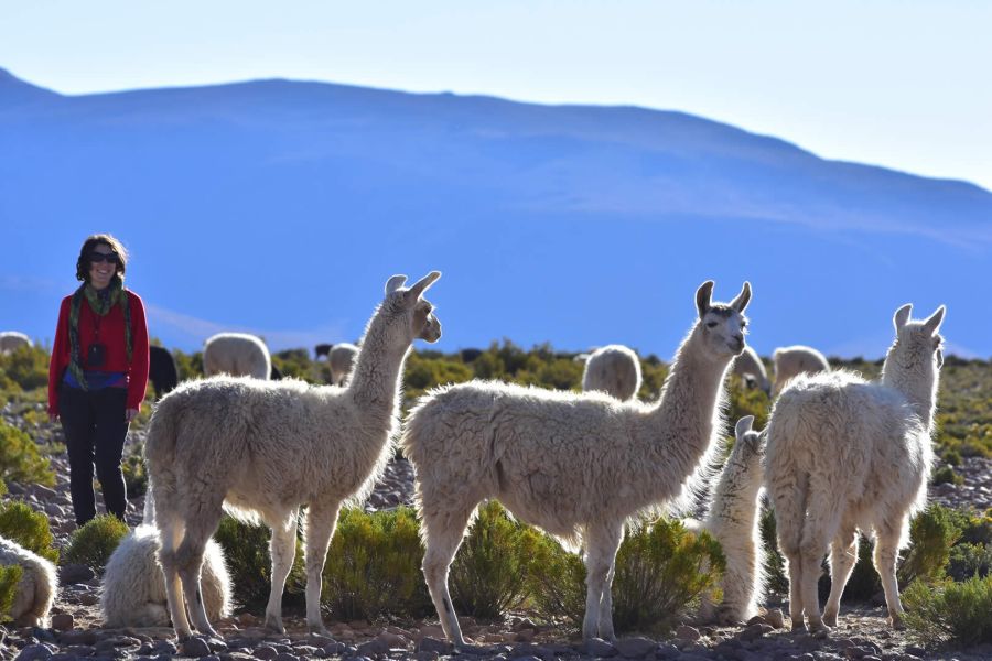 Tour Lac Chungará