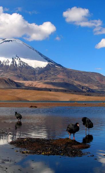 Tour Altiplano