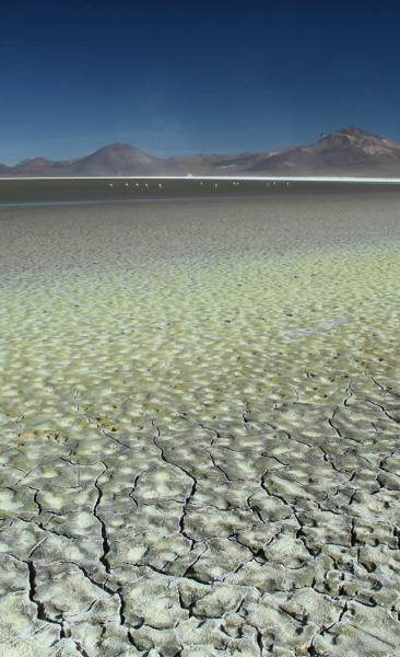 Tour Lago Chungará