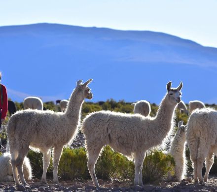 Tour Salar de Surire y Lago Chungará